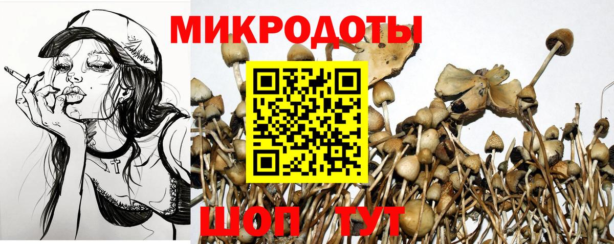 Псилоцибиновые грибы Psilocybe Орехово-Зуево